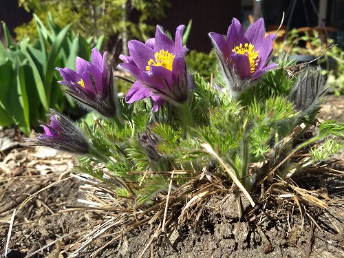 Prairie crocus