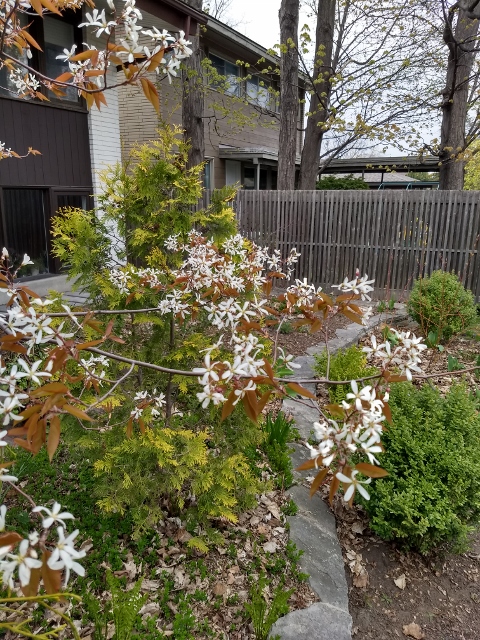 Serviceberry