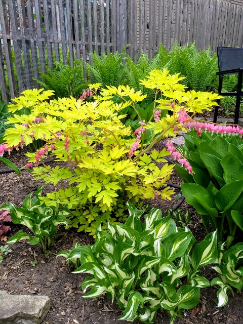 Golden bleeding heart