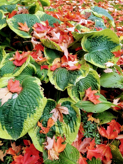 Large-leafed hosta