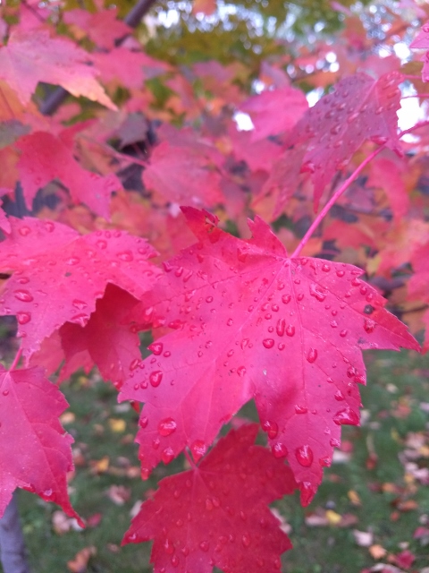 Red maple leaves