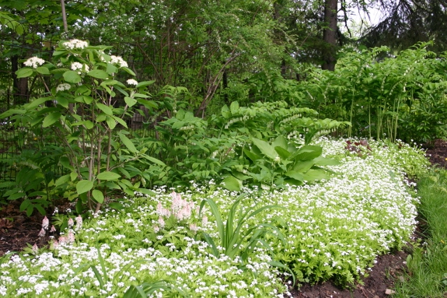 Sweet woodruff and Solomon's seal