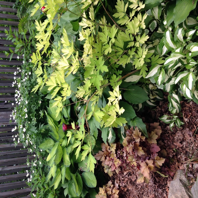 Heuchera and hostas