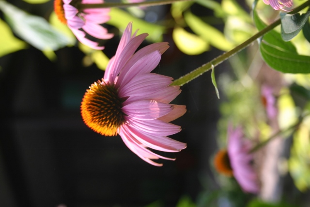 Echinacea