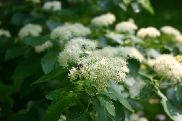 Pagoda dogwood