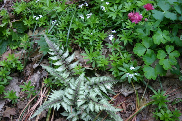 Japanese painted fern