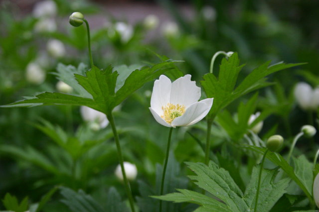 Canadian anemone